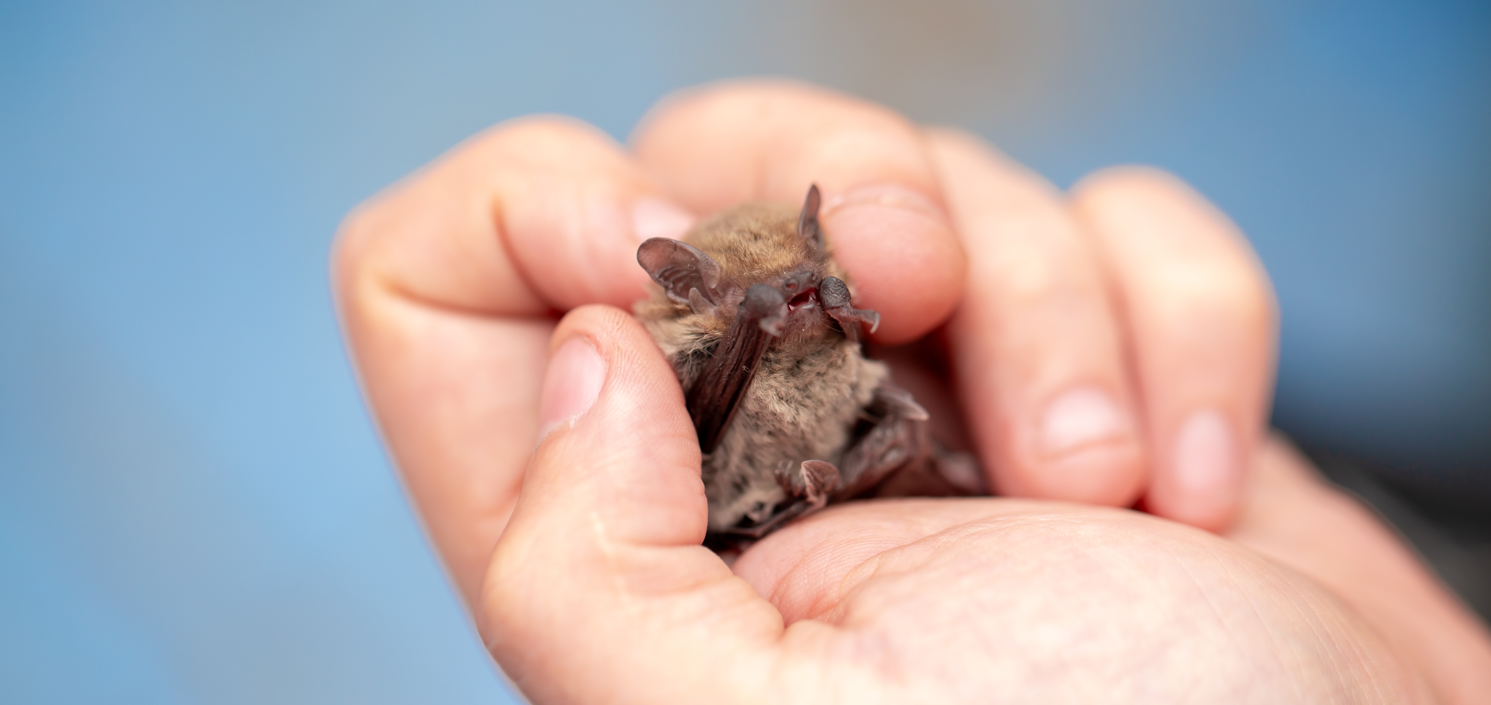Même pas peur des chauves souris!