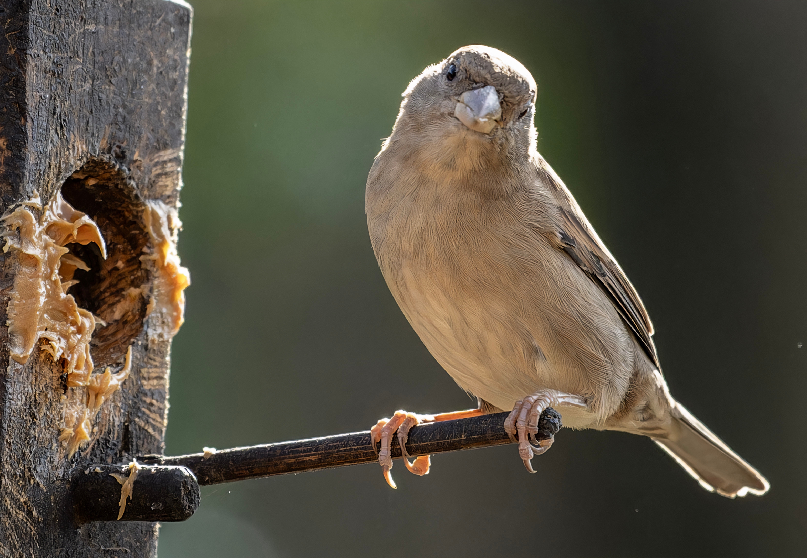 Le moineau domestique
