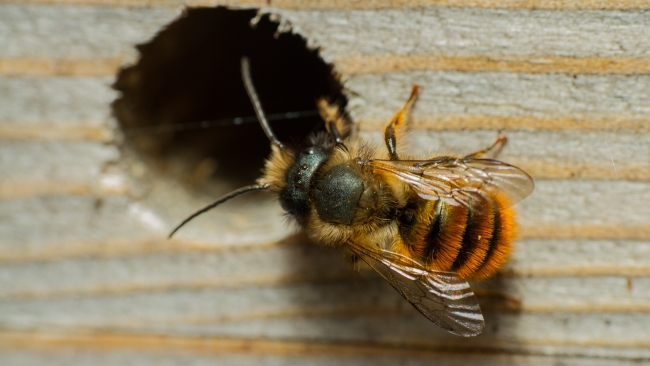 Hôtel à insectes